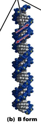 -more hydrated 
-less compact (10 bp/turn) 
-right-handed 
-typically found in vivo 
-proposed by Watson & Crick 