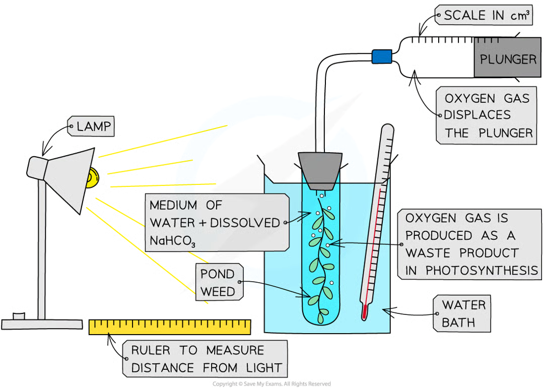 <ol><li><p>Ensure water is<strong> </strong>well aerated before by bubbling air through so oxygen gas given off by the plant during the investigation <strong>forms</strong> <strong>bubbles</strong> and does not dissolve in the water</p></li><li><p>Ensure that the plant has been <strong>well illuminated</strong> before starting the experiment</p><ul><li><p>This will ensure that the plant contains all the enzymes required for photosynthesis and that any changes in rate are due to the independent variable rather than an increase in enzyme activity</p></li></ul></li><li><p>Cut the stem of the pondweed&nbsp;cleanly&nbsp;just before placing it into the boiling tube</p><ul><li><p>Cutting the stem at an angle provides a larger surface area from which bubbles can form</p></li></ul></li><li><p>Set up the apparatus (as shown below) in a <strong>darkened room</strong></p><ul><li><p>This ensures that the lamp is the only light source and so allows light intensity to be controlled</p></li><li><p>Ensure that the pondweed is fully submerged in <strong>sodium hydrogencarbonate solution </strong>(1%); this ensures that the pondweed has a controlled <strong>supply of carbon dioxide</strong> for photosynthesis</p></li></ul></li><li><p>Measure the <strong>volume of gas</strong> collected in the gas syringe in a <strong>set period of time</strong>, e.g. 5 minutes</p></li><li><p>Repeat step 5 at least twice more</p></li><li><p><strong>Change the independent variable</strong> and repeat step 5 again</p><ul><li><p>The independent variable could be the light intensity, carbon dioxide concentration or temperature depending on which limiting factor you are investigating</p></li></ul></li><li><p>Record the results in a table and plot a graph of the volume of oxygen produced per minute against the independent variable</p></li></ol><p></p>