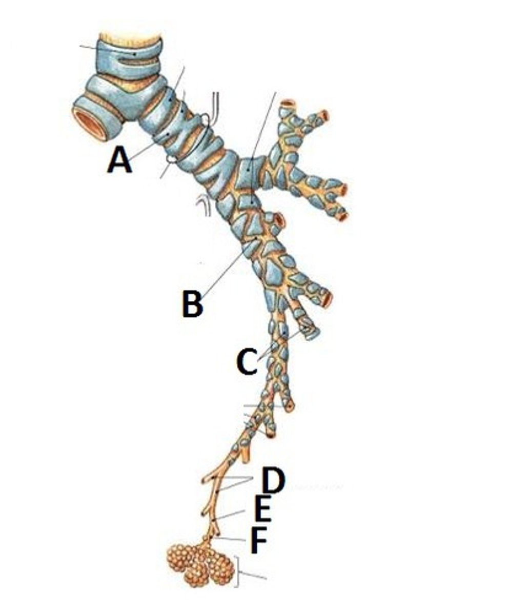 <p>E</p>