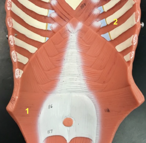<p><span style="font-family: "Times New Roman", serif">Here we have an internal view of the thoracic and abdominal walls. What muscles are labeled by 1 and 2?</span></p>