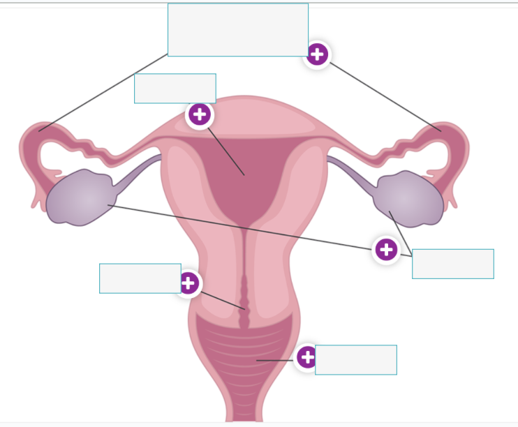 <p>Anatomy of the Human Female Reproductive System + Function (HINT: 5 features)</p>