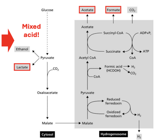 <ul><li><p>Glu → Pyruvate → Acetyl CoA → TCA</p></li><li><p>Malate → [hydrogenosomes]</p></li><li><p>Malate → Pyruvate → Acetyl CoA → Acetate </p><ul><li><p>→ <strong>acetate</strong></p></li><li><p><strong>→ formate</strong></p></li><li><p><strong>→ lactate </strong>(cytosol)</p></li></ul></li></ul><p></p>