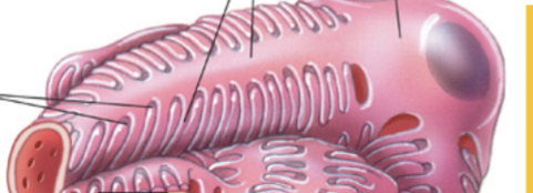 <p>Inner epithelial cells (AKA visceral layer) of the bowman capsule; specialized with foot-like structures/slits which act as another filtration device. Started off as normal bowman capsule epithelial cells but then became specialized as final structure formed. Slits contain the proteins nephrin and podocins as well as a semiporous membrane. </p>