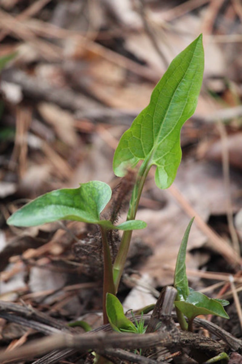 <p>what is the name of the plant pictured here?</p>