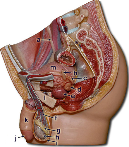 <p>j</p>