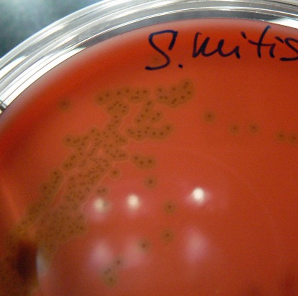 <p>partial cell lysis</p>