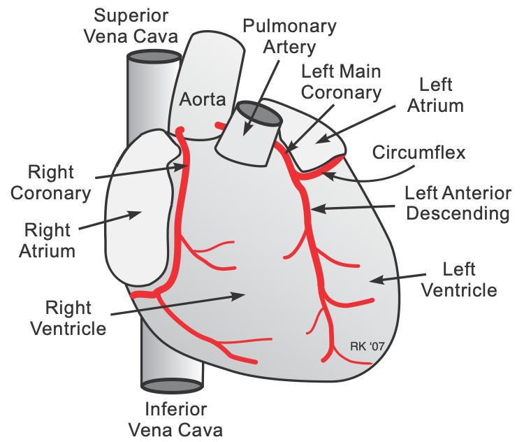 <p><strong>Arteries carry oxygenated blood</strong> from the heart to body tissues.</p><ul><li><p><strong>Exception:</strong> Pulmonary arteries carry <strong>deoxygenated</strong> blood to the lungs.</p></li></ul><p></p>