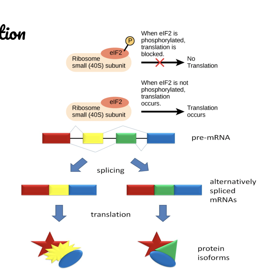 <p><span style="background-color: transparent; font-family: "Proxima Nova", sans-serif;"><span>RNA splicing</span></span></p><p><span style="background-color: transparent; font-family: "Proxima Nova", sans-serif;"><span>mRNA degradation</span></span></p><p><span style="background-color: transparent; font-family: "Proxima Nova", sans-serif;"><span>Initiation of translation</span></span></p><p><span style="background-color: transparent; font-family: "Proxima Nova", sans-serif;"><span>Protein processing and degradation</span></span></p><p><span style="background-color: transparent; font-family: "Proxima Nova", sans-serif;"><span>MicroRNAs</span></span></p>