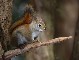 <p>Tamiasciurus hudsonicus</p>