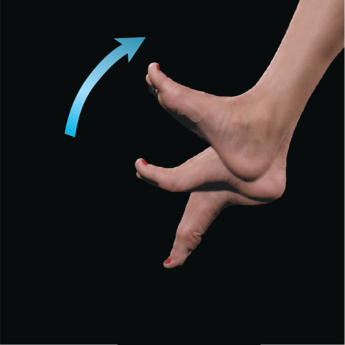 <p>foot elevates at ankle</p>