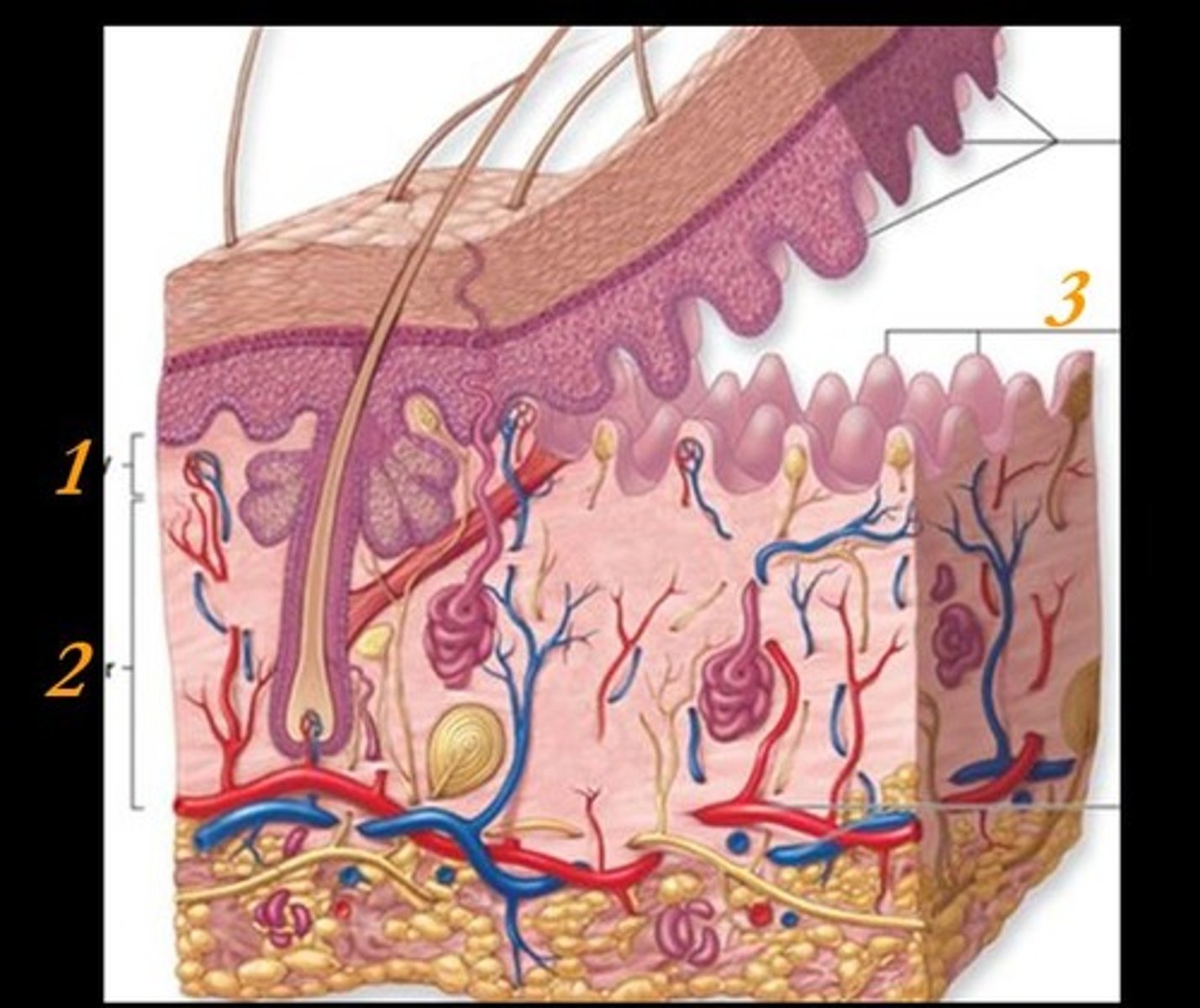 <p>What is the name of structure indicated by 3 on the diagram?</p>