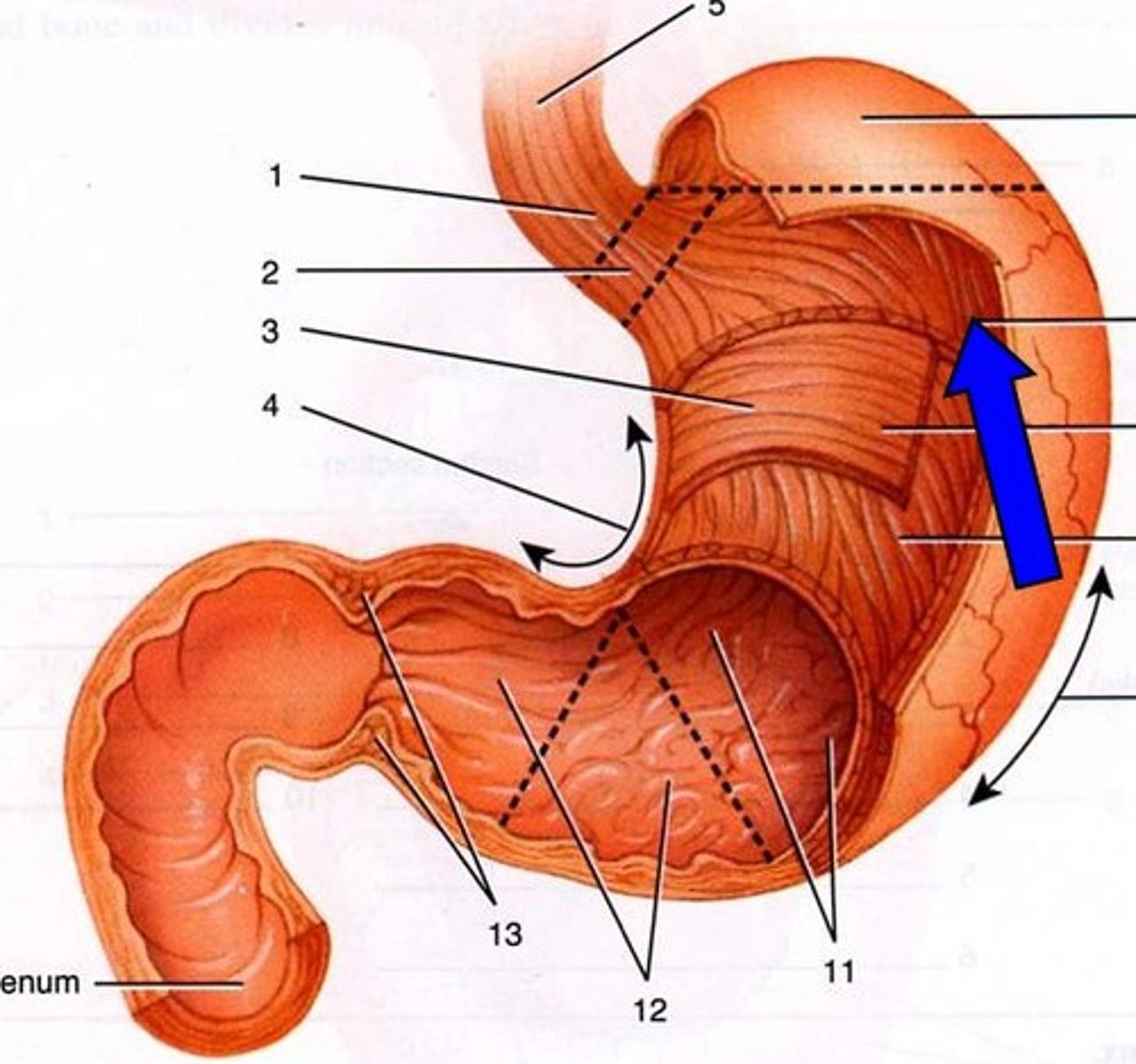 knowt flashcard image