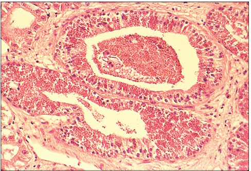 <p>Identify the structure:</p><p>Specie:</p><p>Stain used:</p>