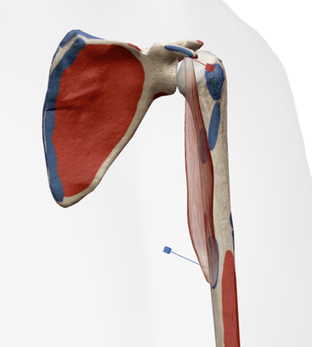 <p>Medial side of humerus on the midshaft</p>