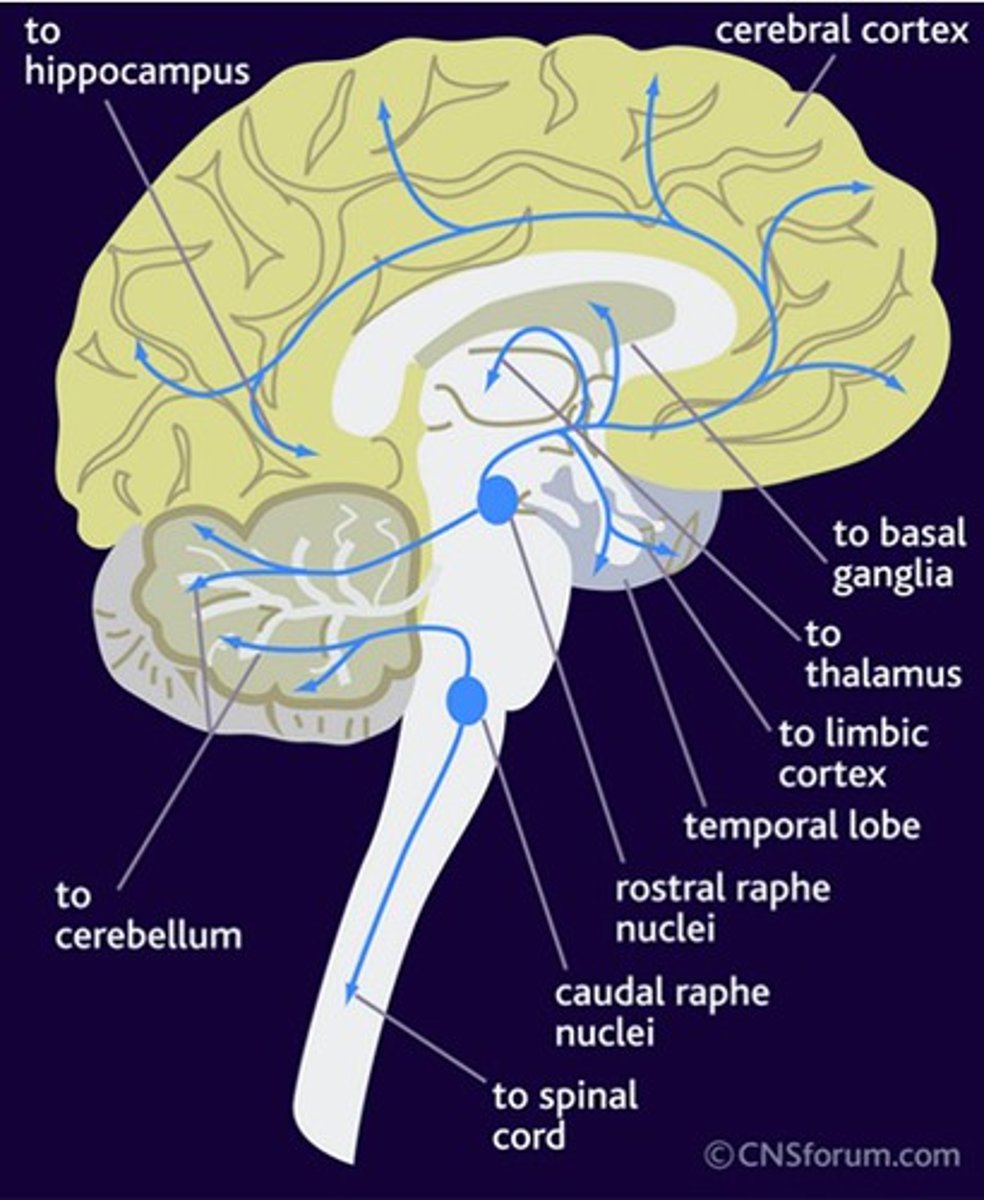 <p>higher order brain regions (dorsal and median are included)</p>