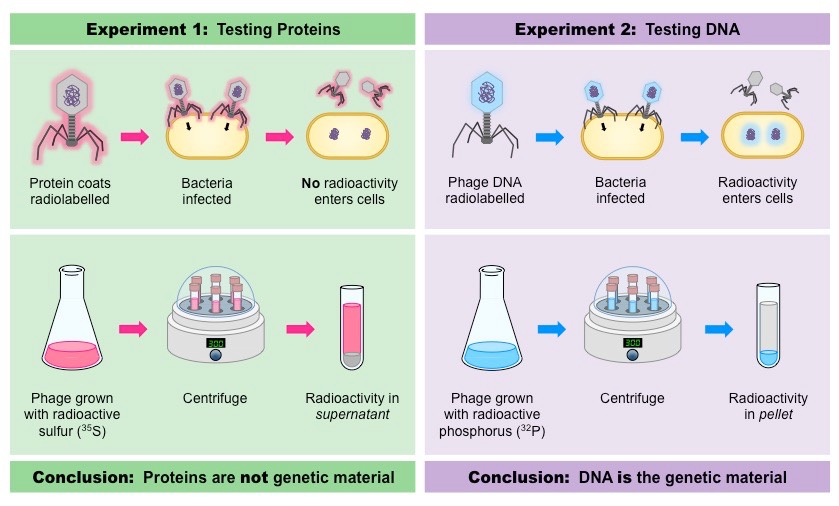 <p><span>Demonstrated that DNA, not protein, is the genetic material by using <u>radioactive isotopes</u> to label the protein and DNA components of a bacteriophage (virus that infects bacteria), then showing that only the labeled DNA entered the bacterial cell during infection.</span></p>