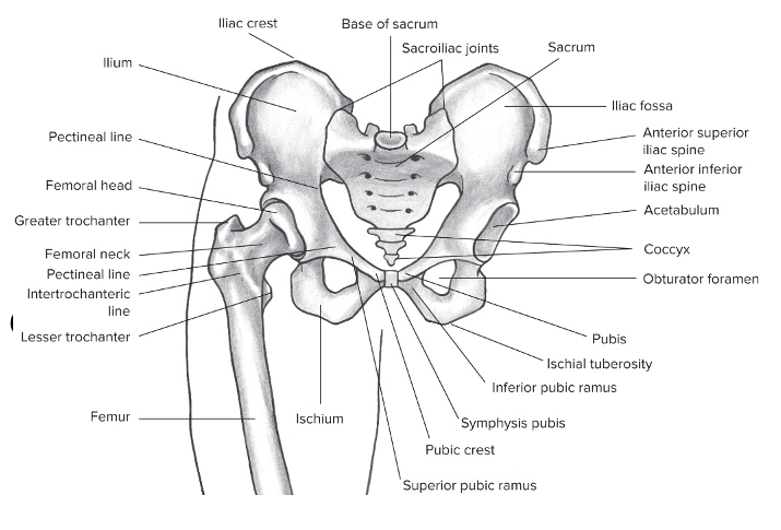 Ampiarthrodial joint that consists of right and left pelvic bones 

Function: 
Minimal oscillating movement during hip flexion 

Shock absorption 