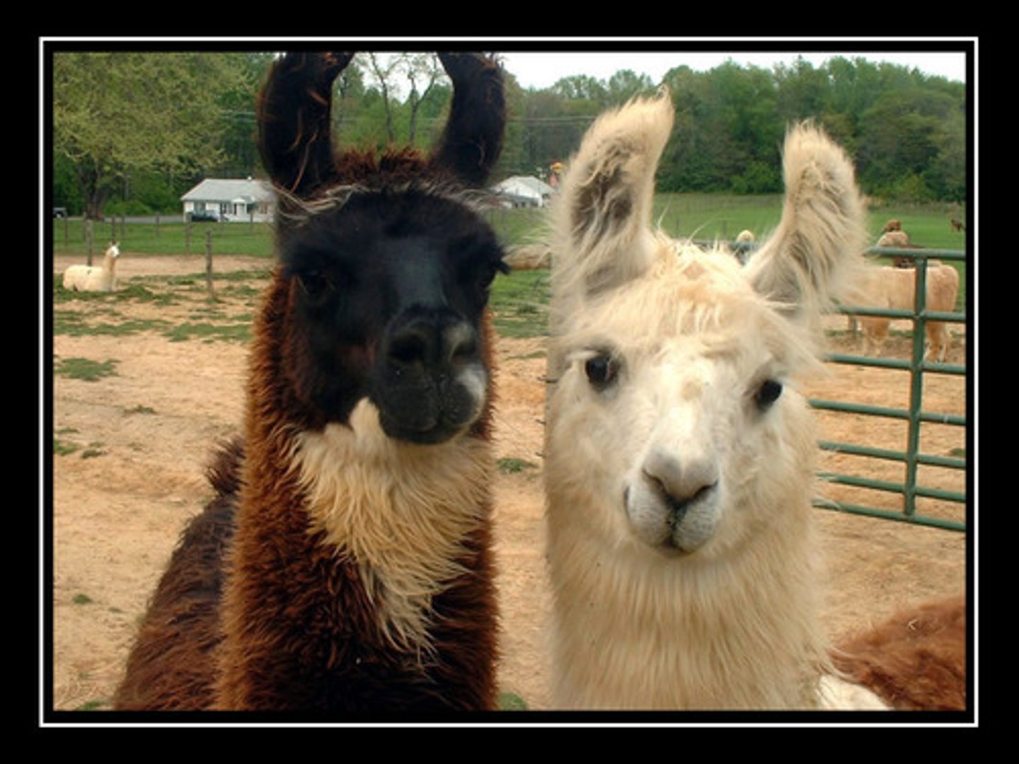 <p>llamas</p>
