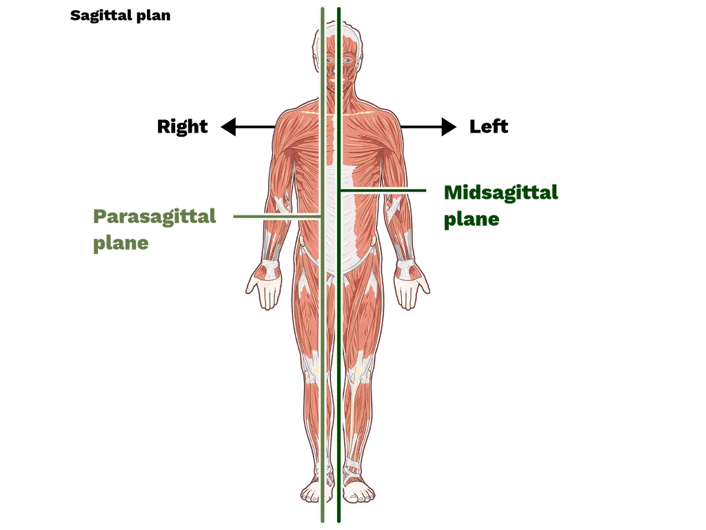 <p>A vertical plane that divides the body into unequal right and left sections. </p>