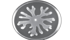 <p><span>flagellar movement: Occurs on when <strong>cells move in unison</strong> across a moist surface</span></p><p><span>Most swarmers have<strong> peritrichous flagella</strong></span></p>