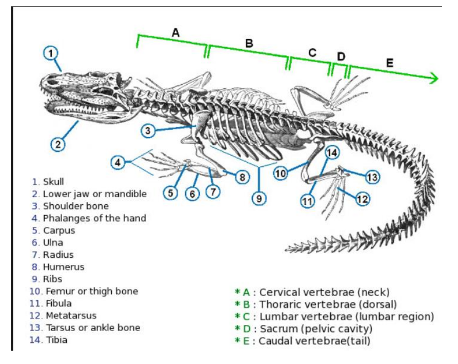 <p>Thoriac vertebrae</p>