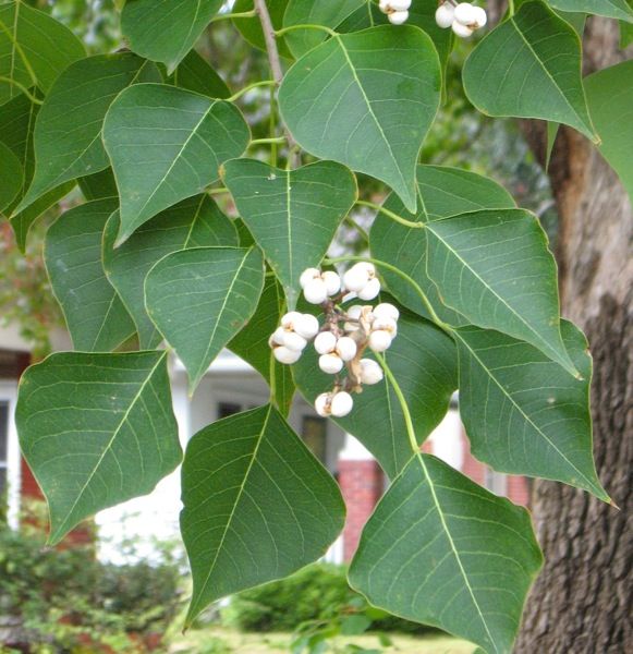 Family: Euphorbiaceae

SN: Triadica sebifera