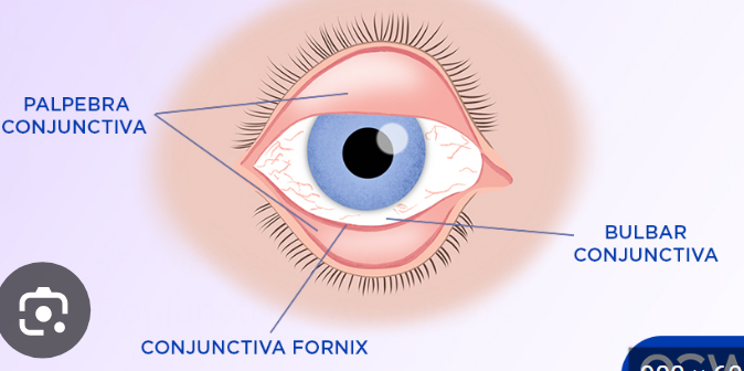 <p>term. Conjunctiva </p>