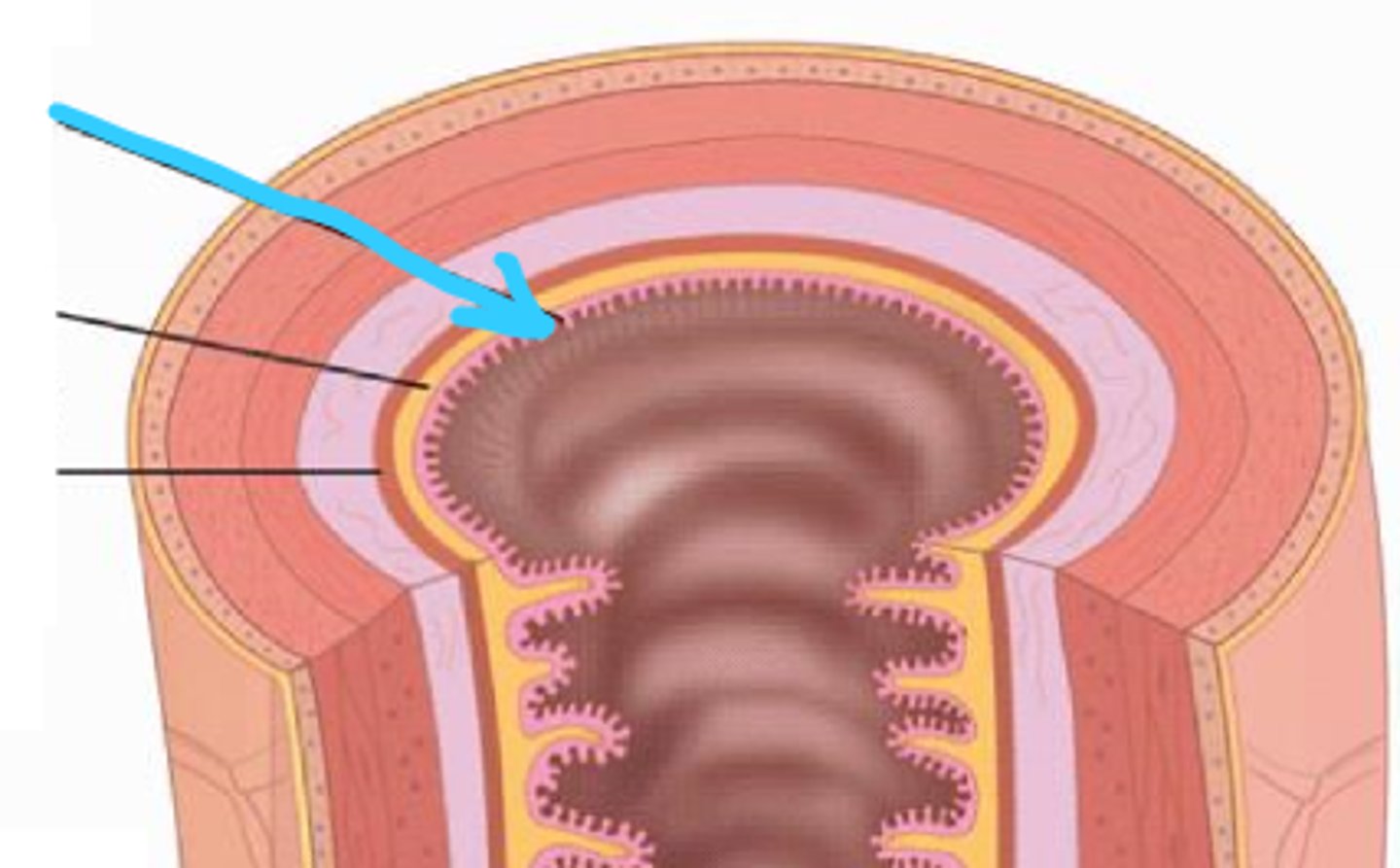 <p>lines the lumen of the mucosa in the GI tract</p>