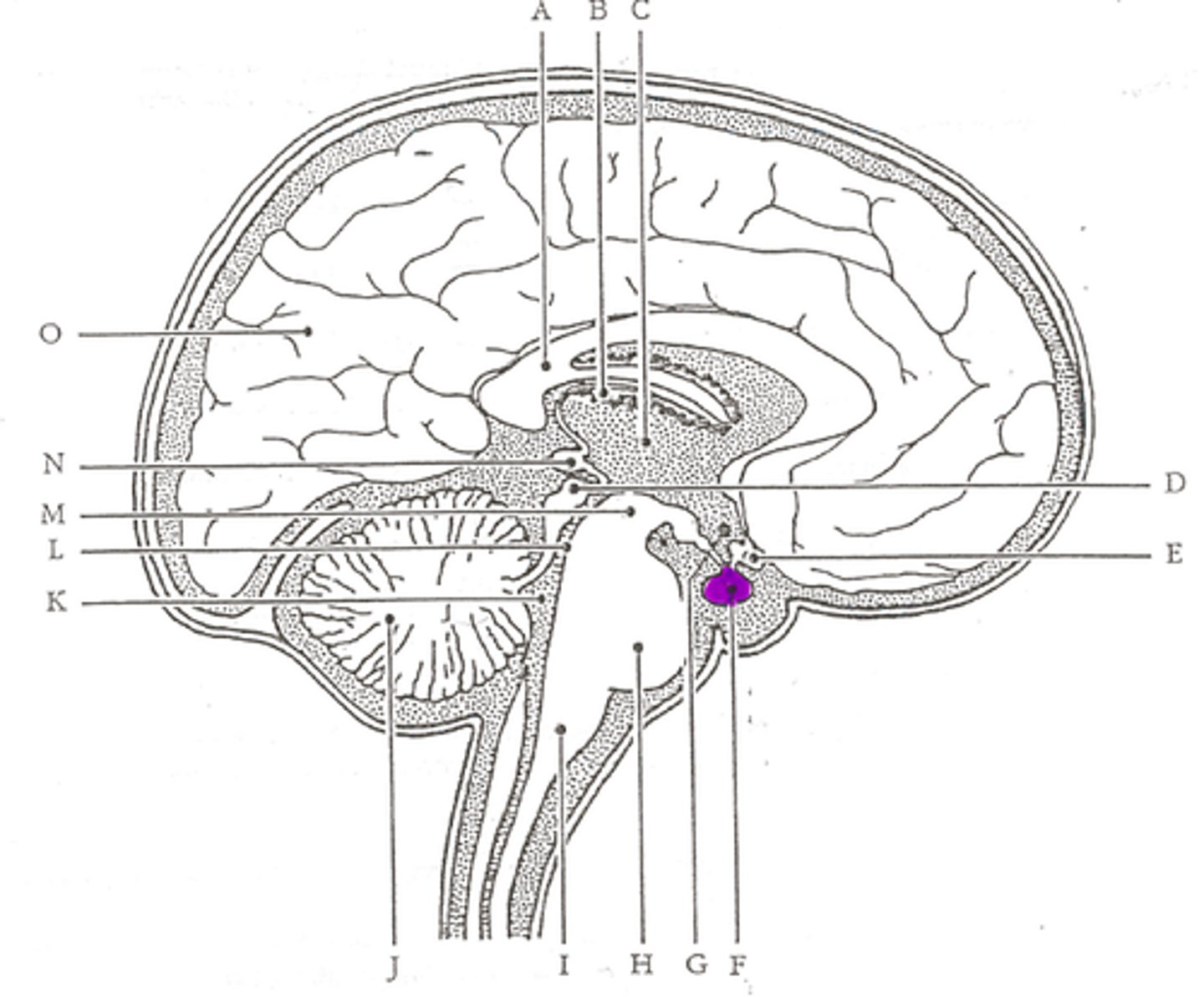 <p>Under the influence of the hypothalamus, releases hormones to control growth.</p>