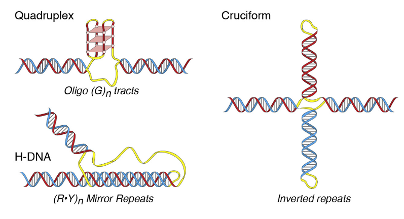 <p><strong>H-DNA:</strong> Triplex (1 purine-rich (A-G), 2 pyrimidine-rich strands(C-T)). <strong>Cruciform DNA:</strong> 4-way junction at palindromic regions.</p><p></p>