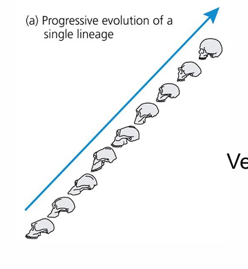 <p>linear path and directional process of evolution</p>