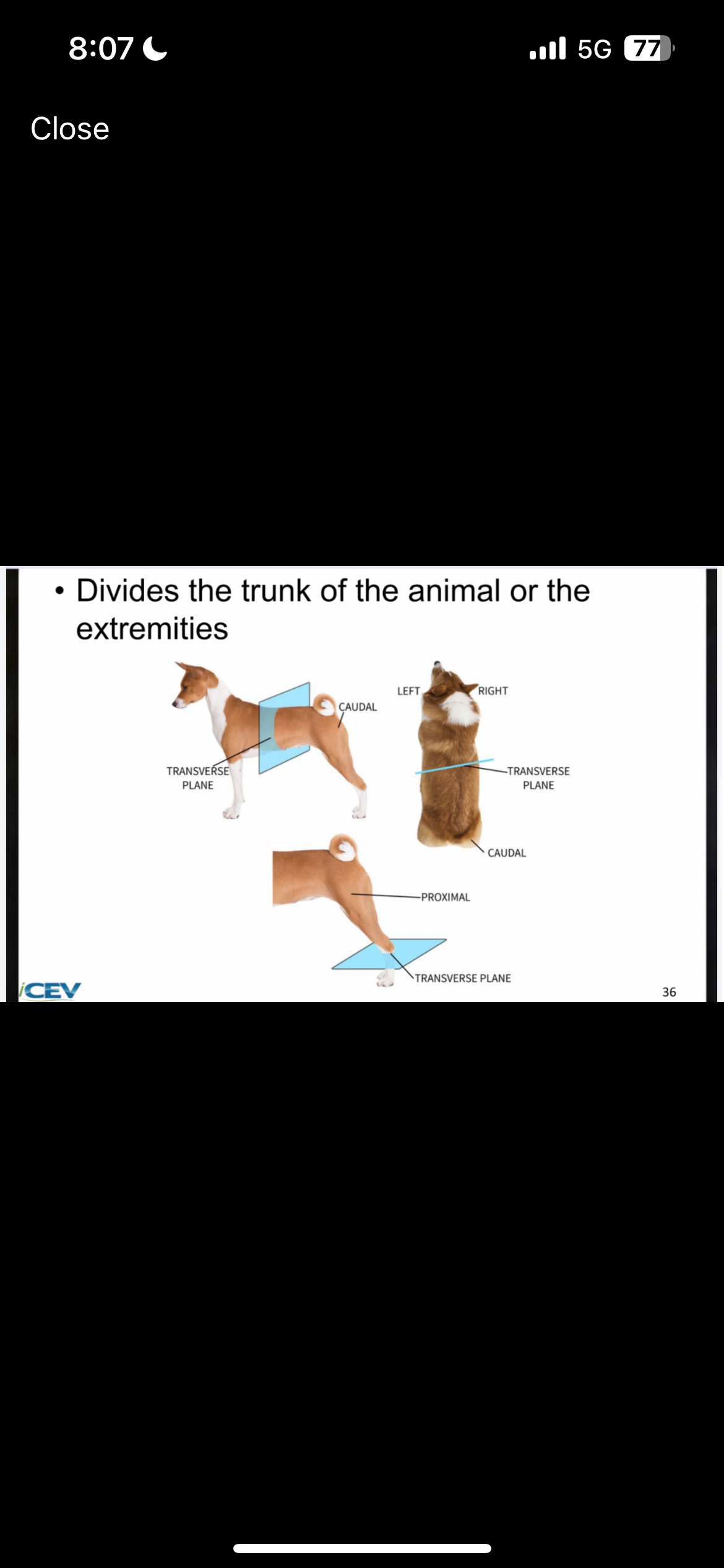 <p>Divides the trunk of the animal or the extremities</p>