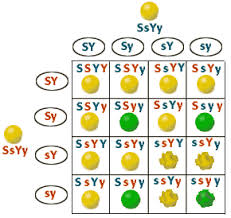 <p>Is a genetic cross between two individuals that are both heterozygous for two different traits</p>