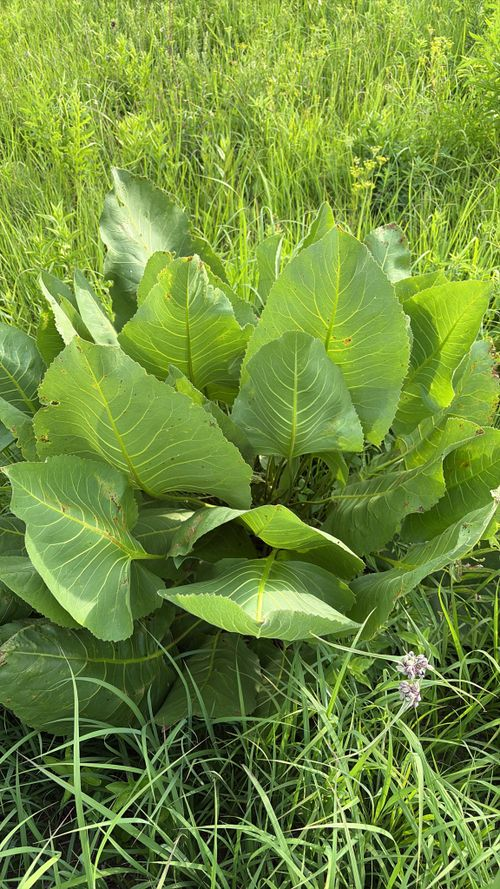 <p>Deeply lobed leaves, very tall, yellow ray florets, sandpapery texture on leaves</p>
