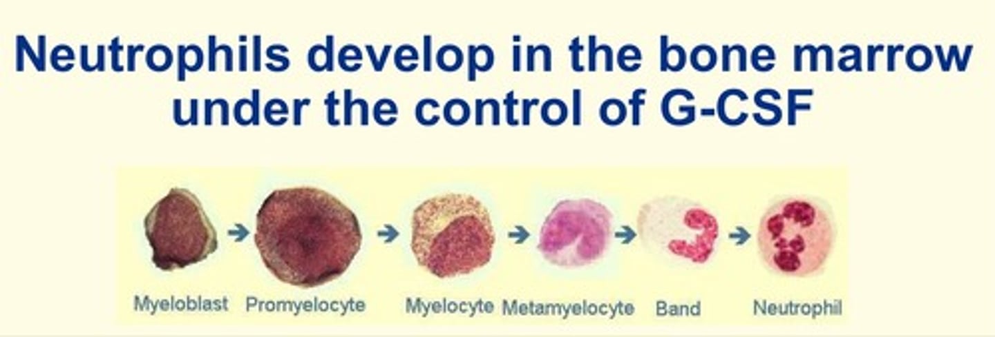 <p>Myeloblast (earliest)</p><p>Promyelocyte </p><p>Myelocyte</p><p>Metamyelocyte </p><p>Band cell</p><p>Neutrophil (latest)</p>