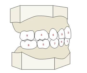 <ul><li><p>bottom central incisors (6-10 months)</p></li><li><p>upper central incisors (8-12 months) </p></li><li><p>upper lateral incisors (9-13 months)</p></li><li><p>lower lateral incisor (10-16 months) <strong>and </strong>upper first molar (13-19 months)</p></li><li><p>lower first molar (14-18 months)</p></li><li><p>upper canine (16-22 months)</p></li><li><p>lower canine (17-23 months)</p></li><li><p>lower second molar (23-21 months)</p></li><li><p>upper second molar (25-33 months)</p></li></ul><p></p>