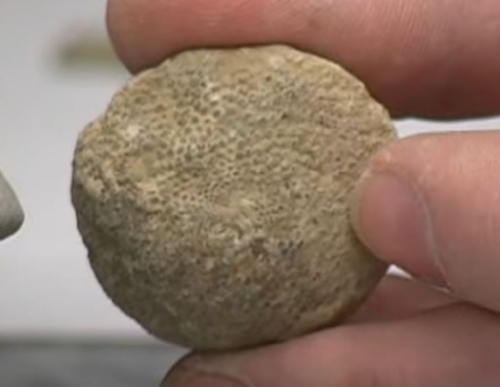 <p>What is this a fossil of? </p>