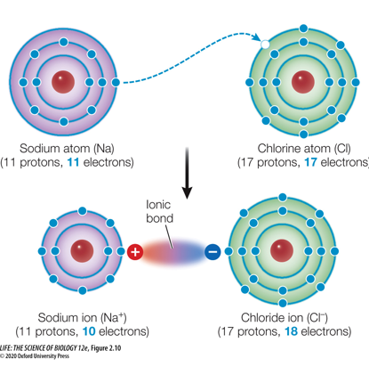 <p><strong>Info Card</strong><br><br>When one atom is much more electronegative than the other, a <u>complete transfer</u> of electrons may occur.<br><br>This results in two ions with full outer shells.”<br><br><strong>Concept 2.2 Atoms Bond to Form Molecules</strong></p>