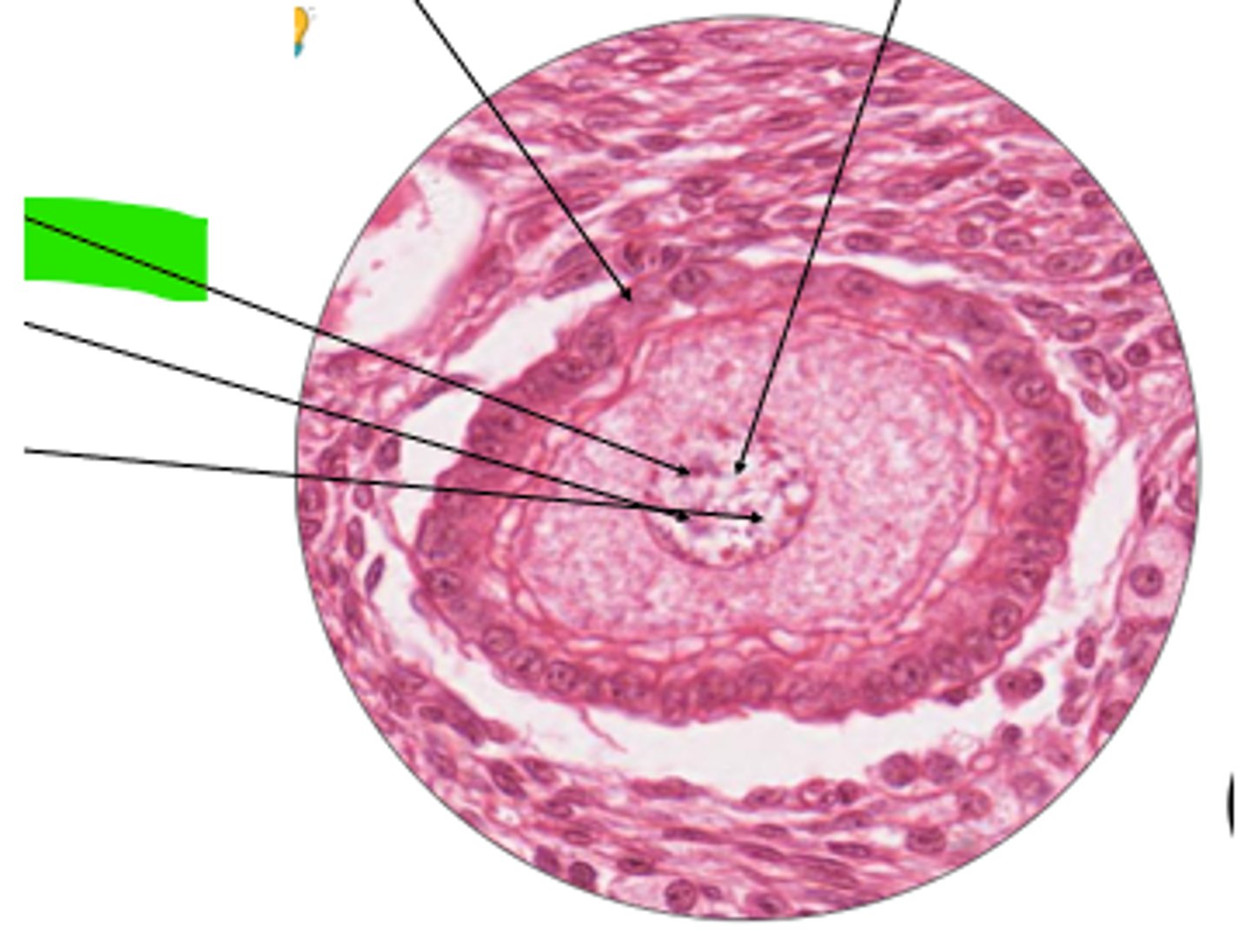 <p>part of tertiary follicle?</p>
