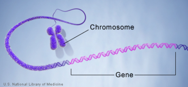 <p>genes</p>