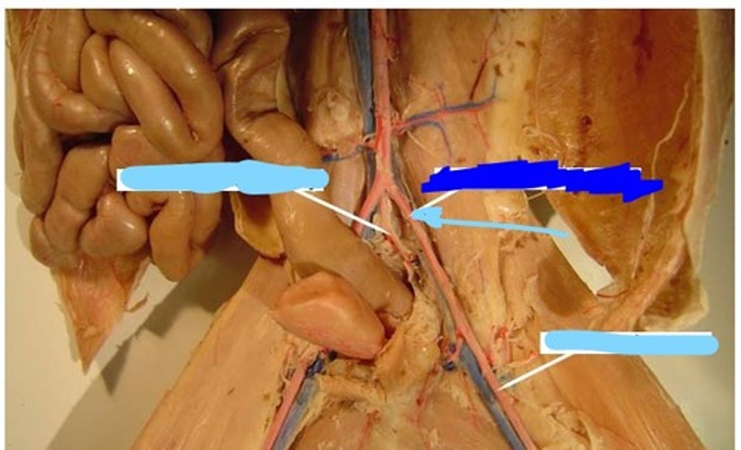 <p>travels to the hindlimb</p>
