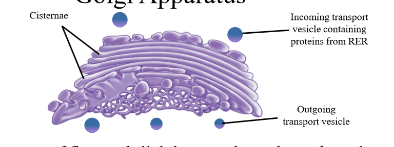 <p>Composed of cisternae (flattened sacs)</p><p></p>