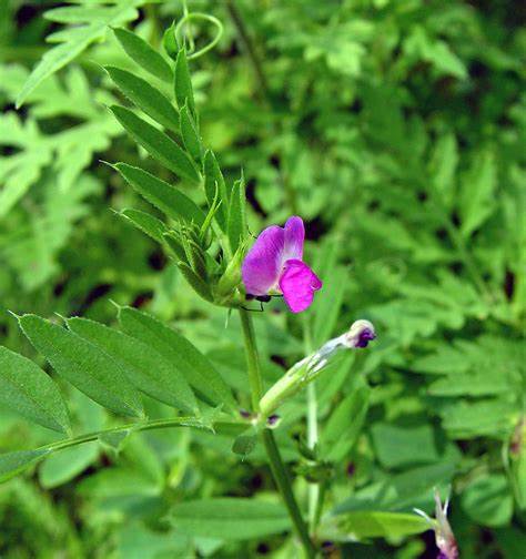 Garden Vetch 