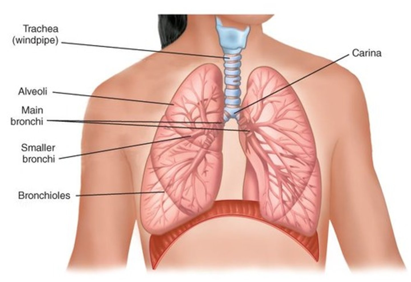 <p>Air reaching alveoli for gas exchange.</p>