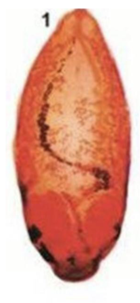 term image