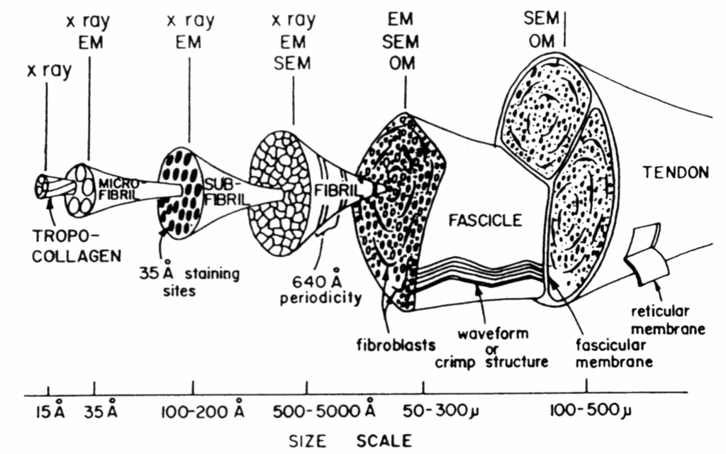 <p>the diagram shows</p>