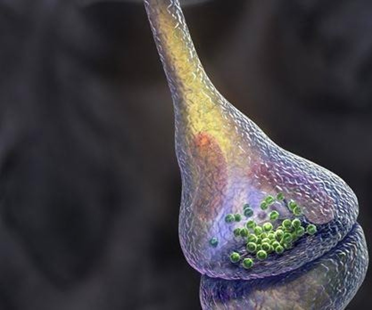 <p>Junctions between neurons where neurotransmitters are released and received.</p>