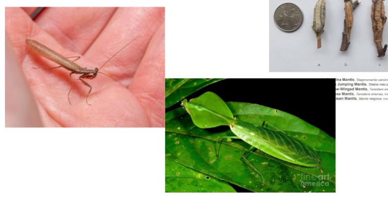 <p>Name the order</p>