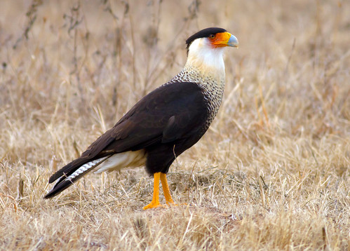 <p>Order: Falconiformes Family: Falconidae</p>