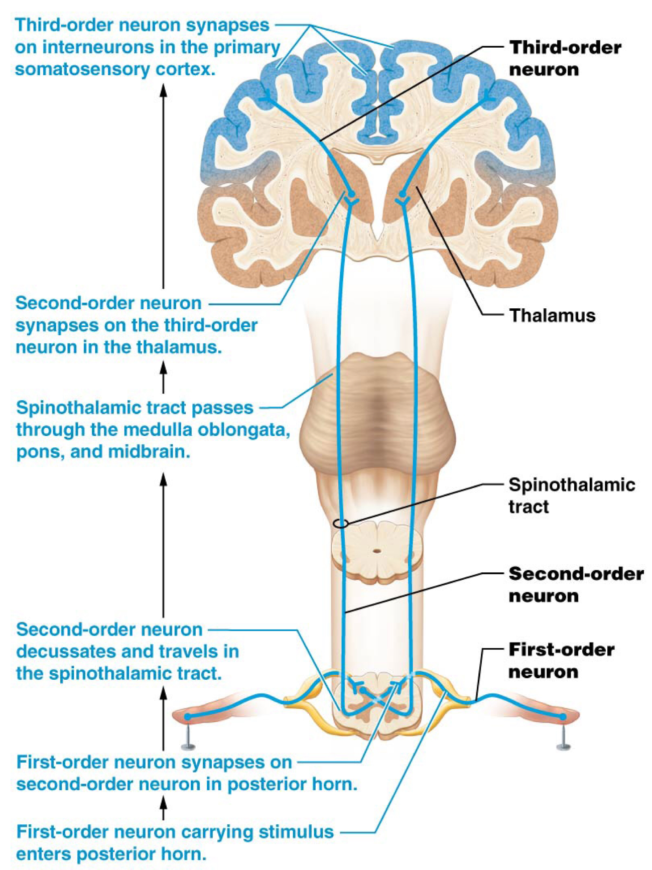 <p>Spinal cord</p>